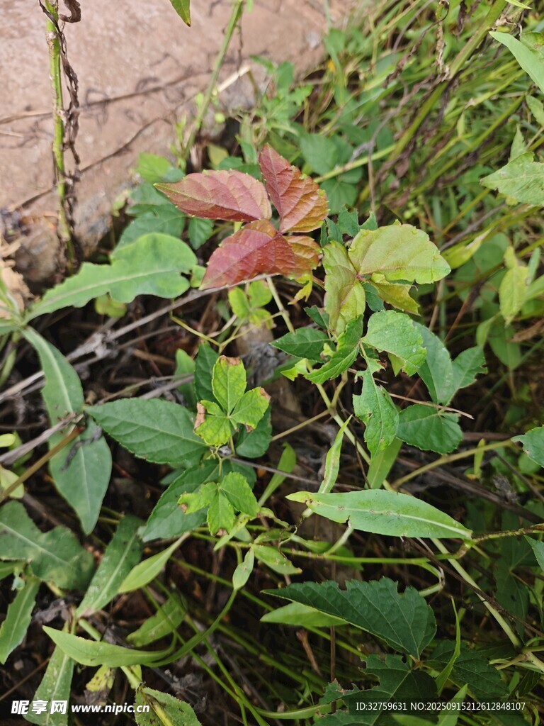 墙角处的多彩植物