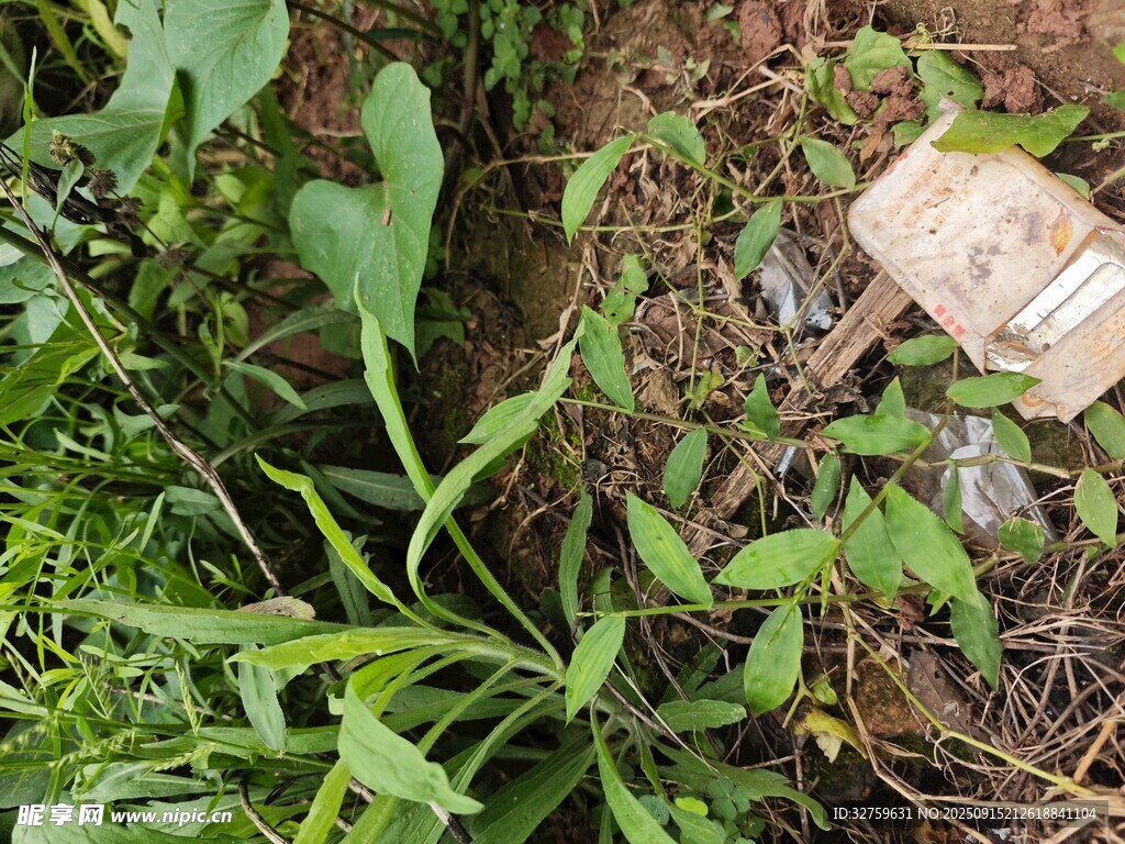 野外生长的嫩绿植物