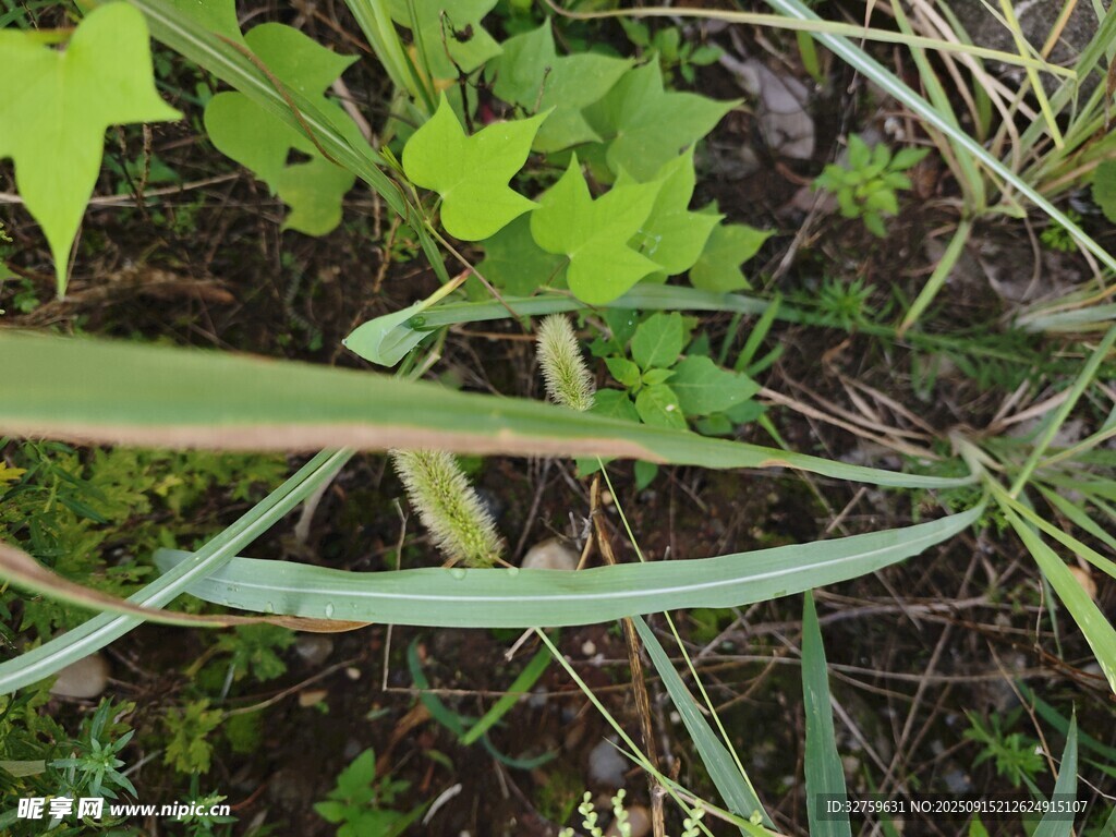 野外丛生的绿色植物