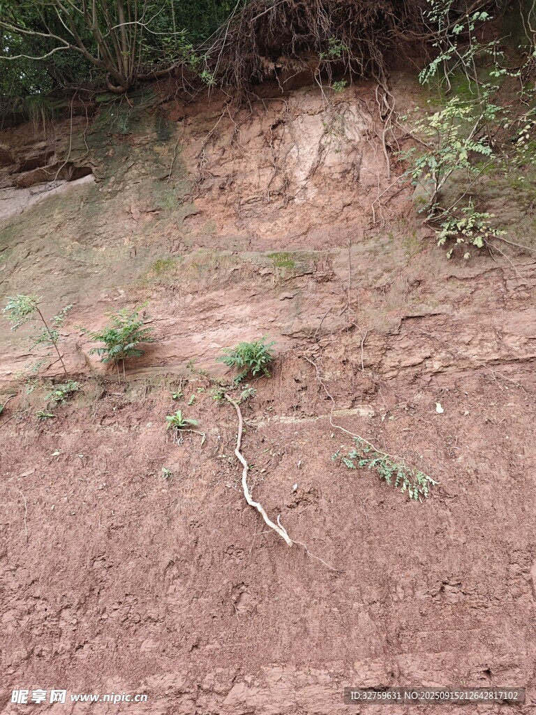 泥土上的绿植与树枝
