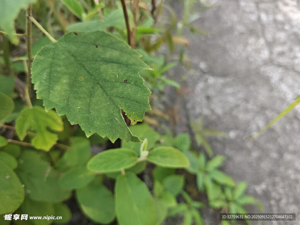 路边生长的嫩绿植物