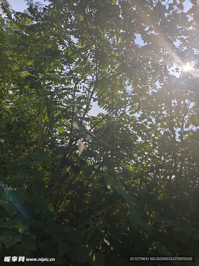 阳光透过树叶洒下美景