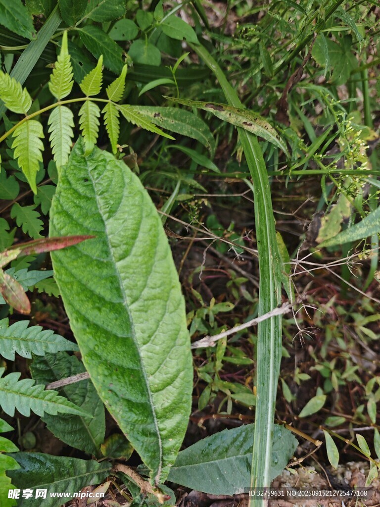 野外翠绿植物特写