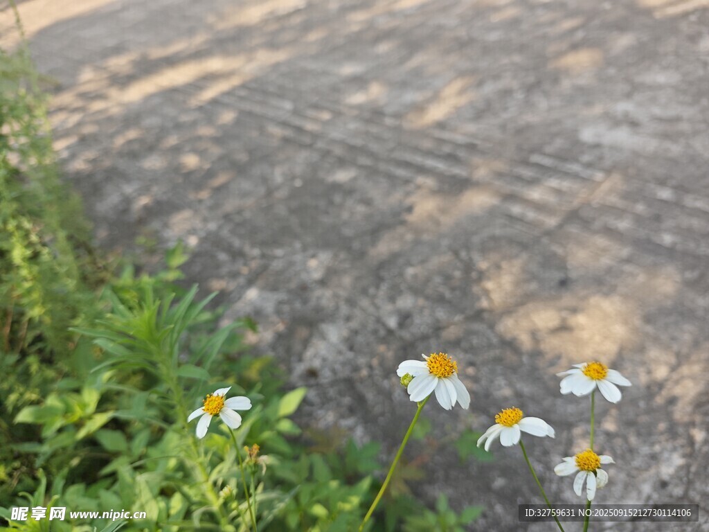 路边绽放的清新小雏菊