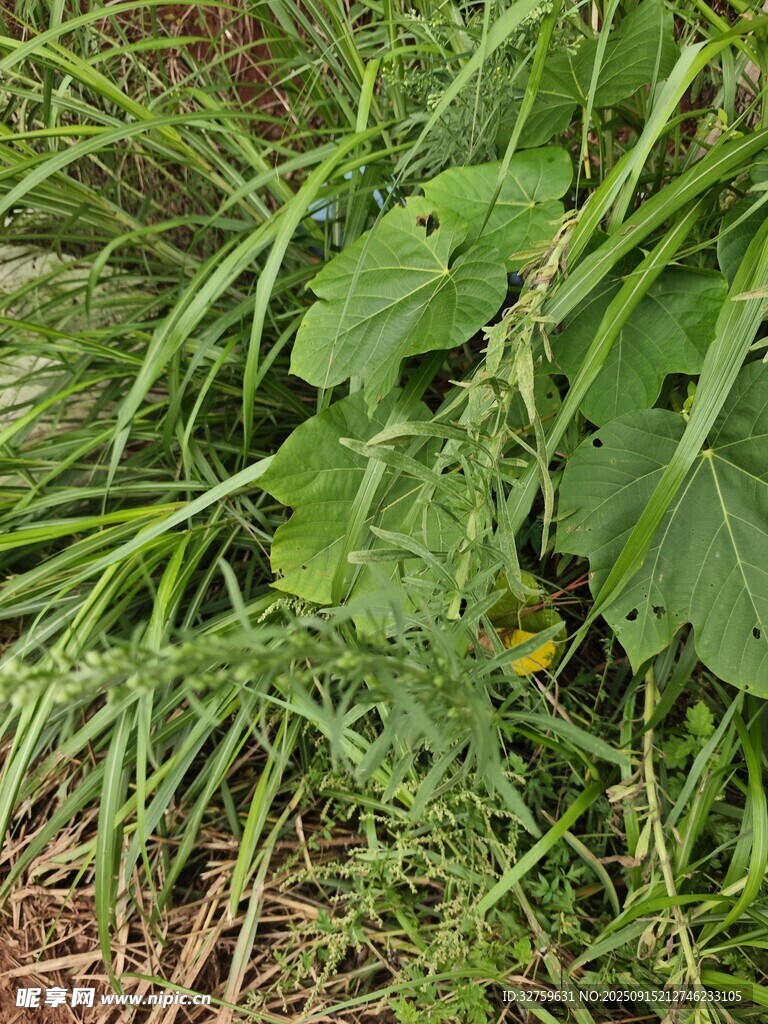 草丛中的绿叶植物