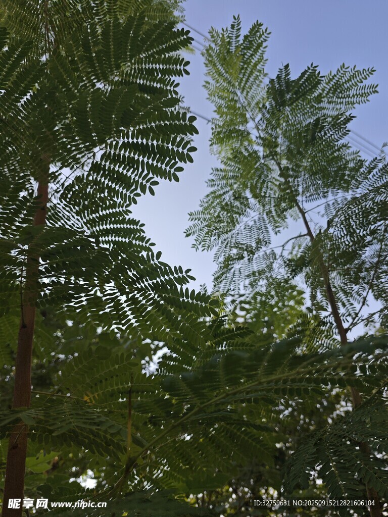 蓝天映衬下的繁茂棕榈树