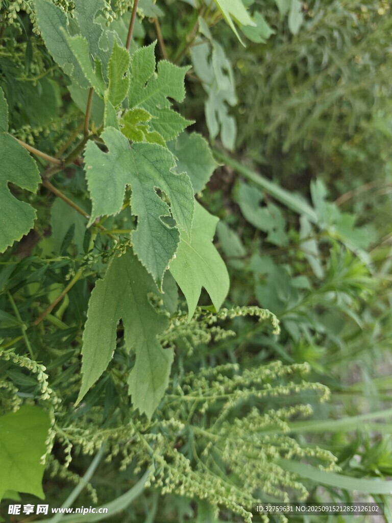 绿叶植物特写
