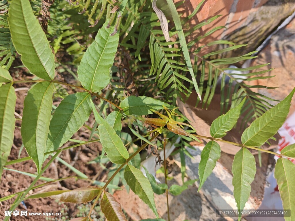 绿叶繁茂的植物景象