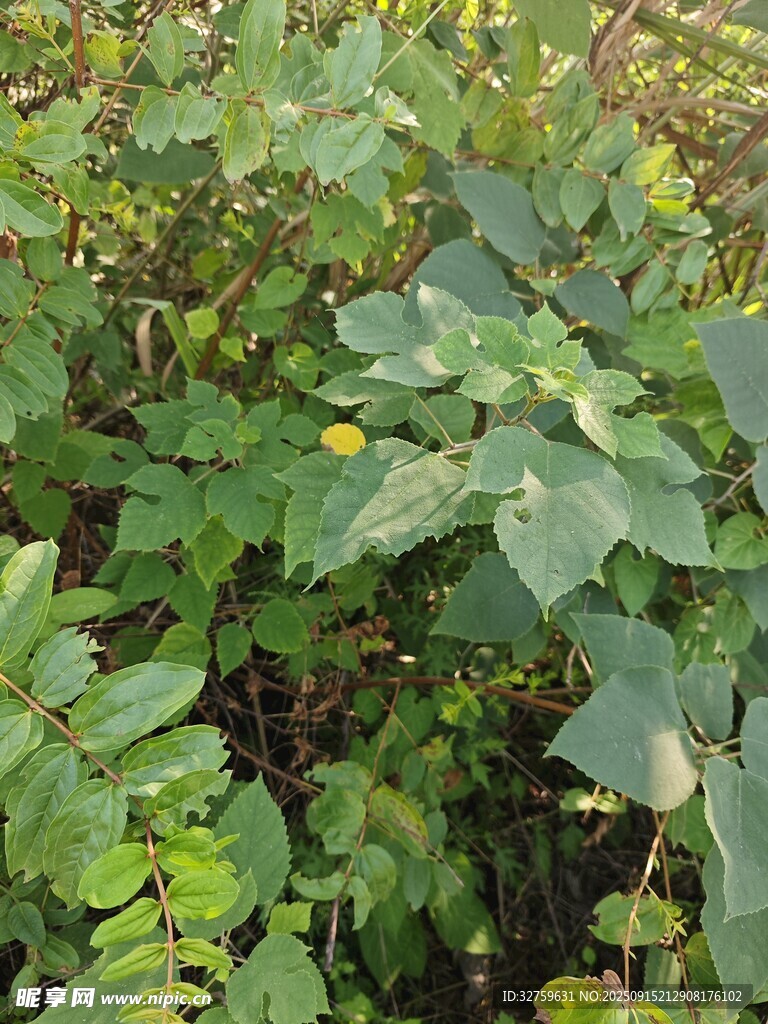 繁茂绿植 