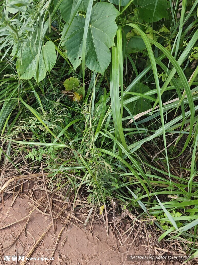 野外丛生的绿色植物