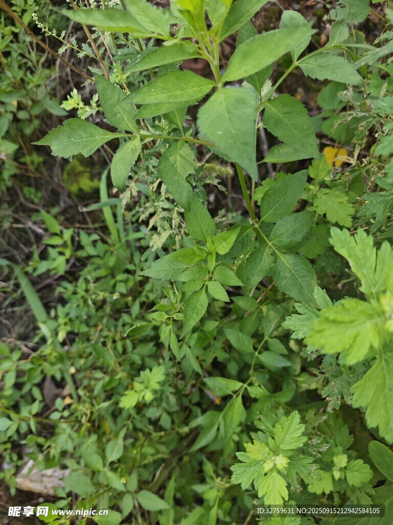 繁茂绿植 