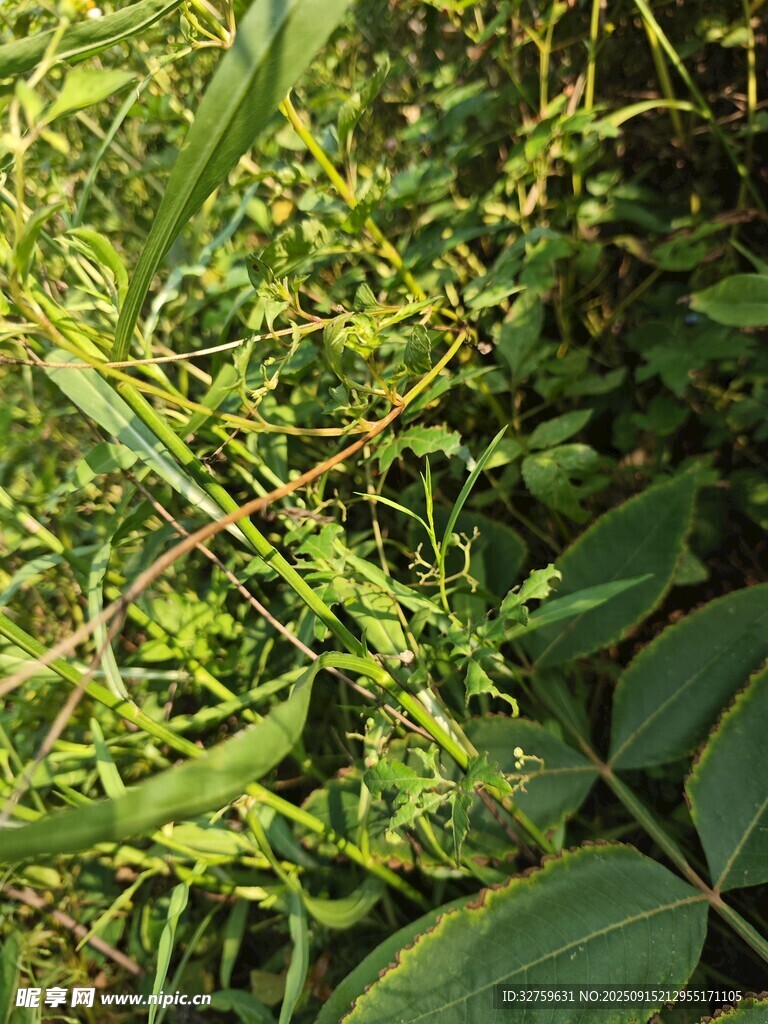 野外繁茂绿植景象