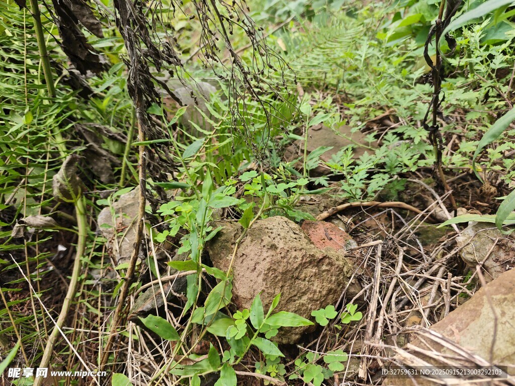 林间繁茂绿植与石块景象
