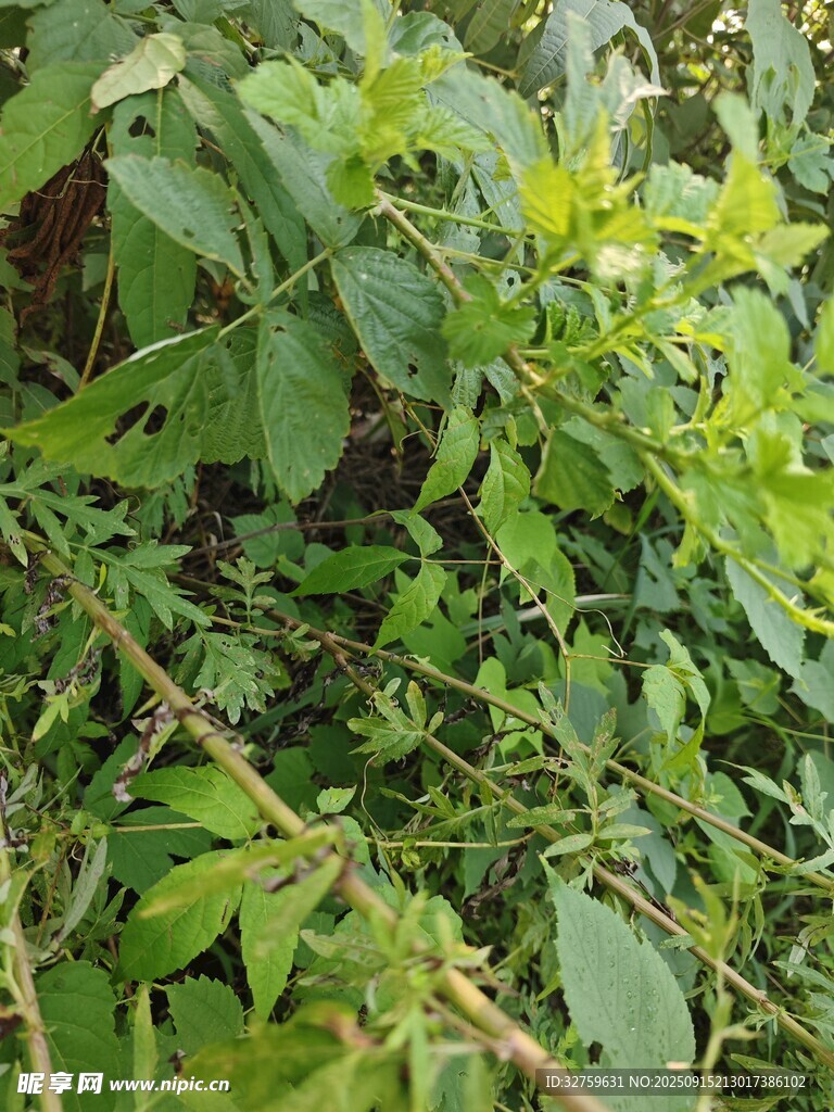 繁茂绿植特写