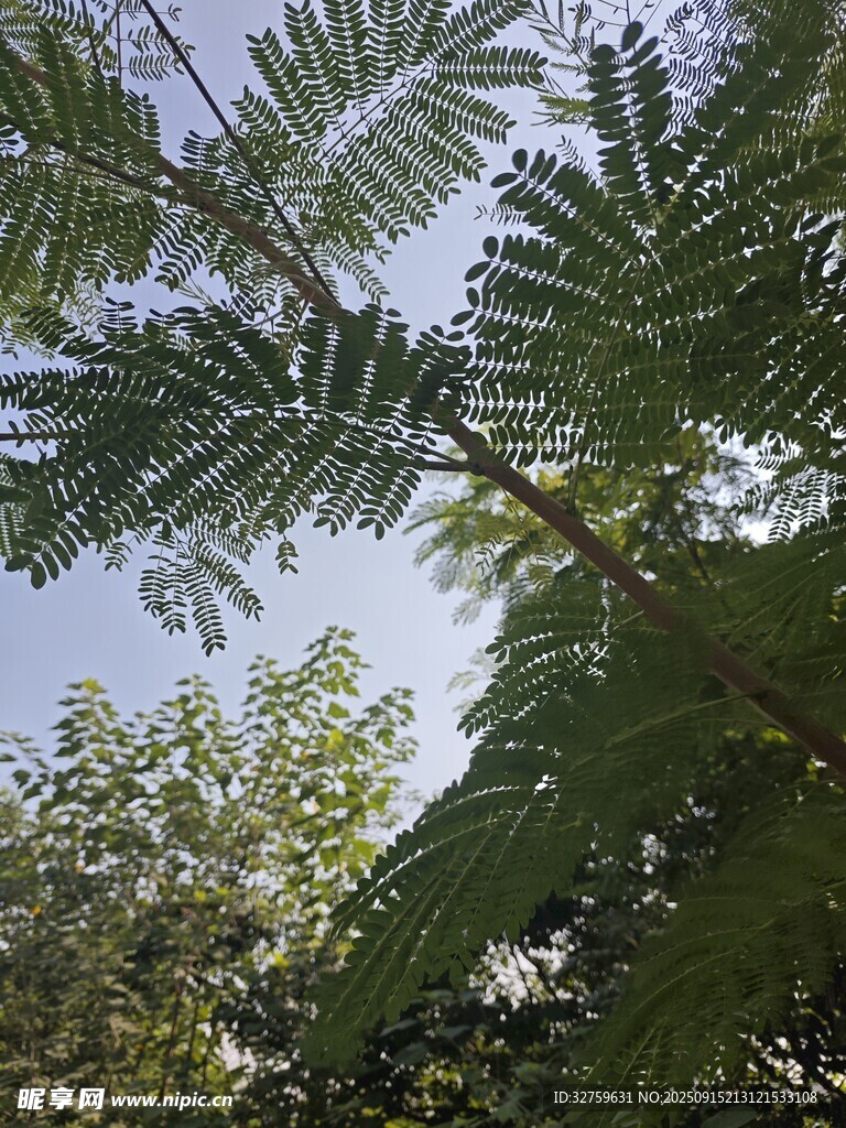 仰视下的羽状复叶植物