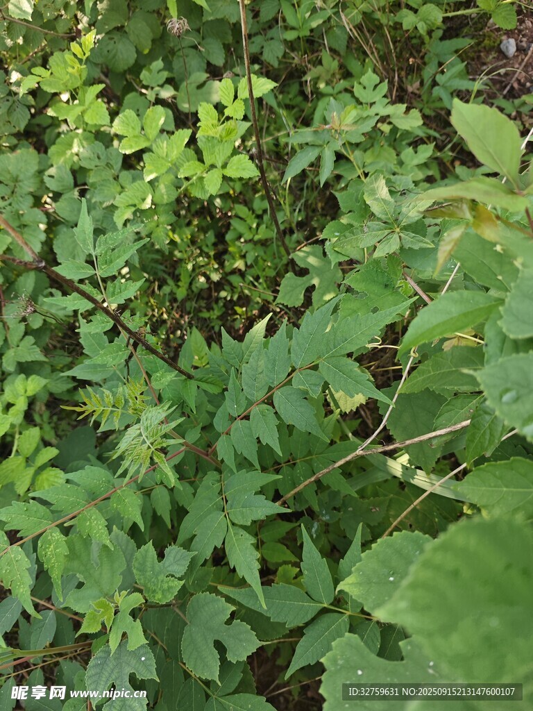 繁茂绿植