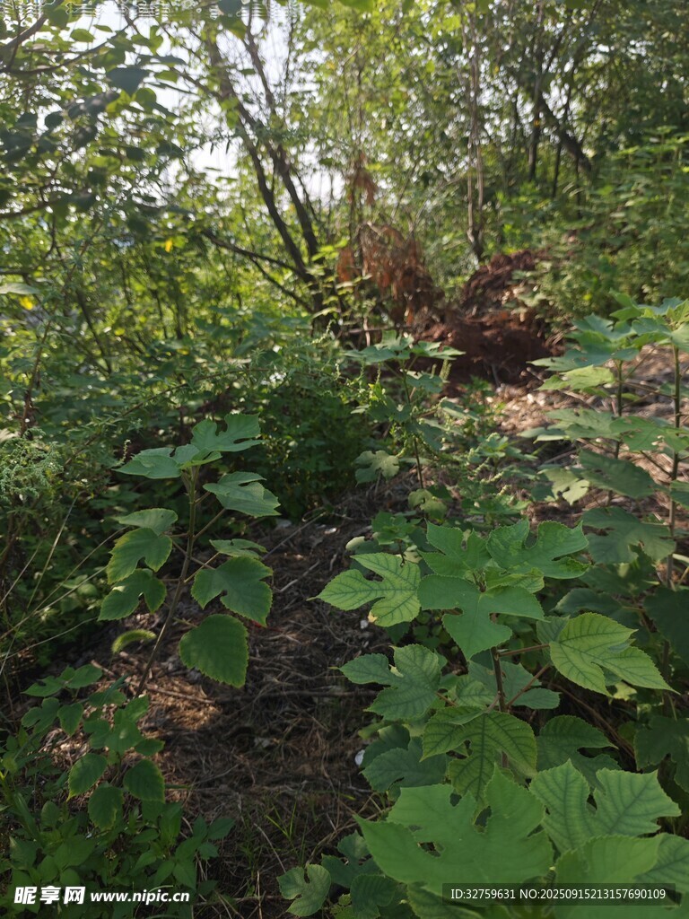 繁茂森林中的绿植景观