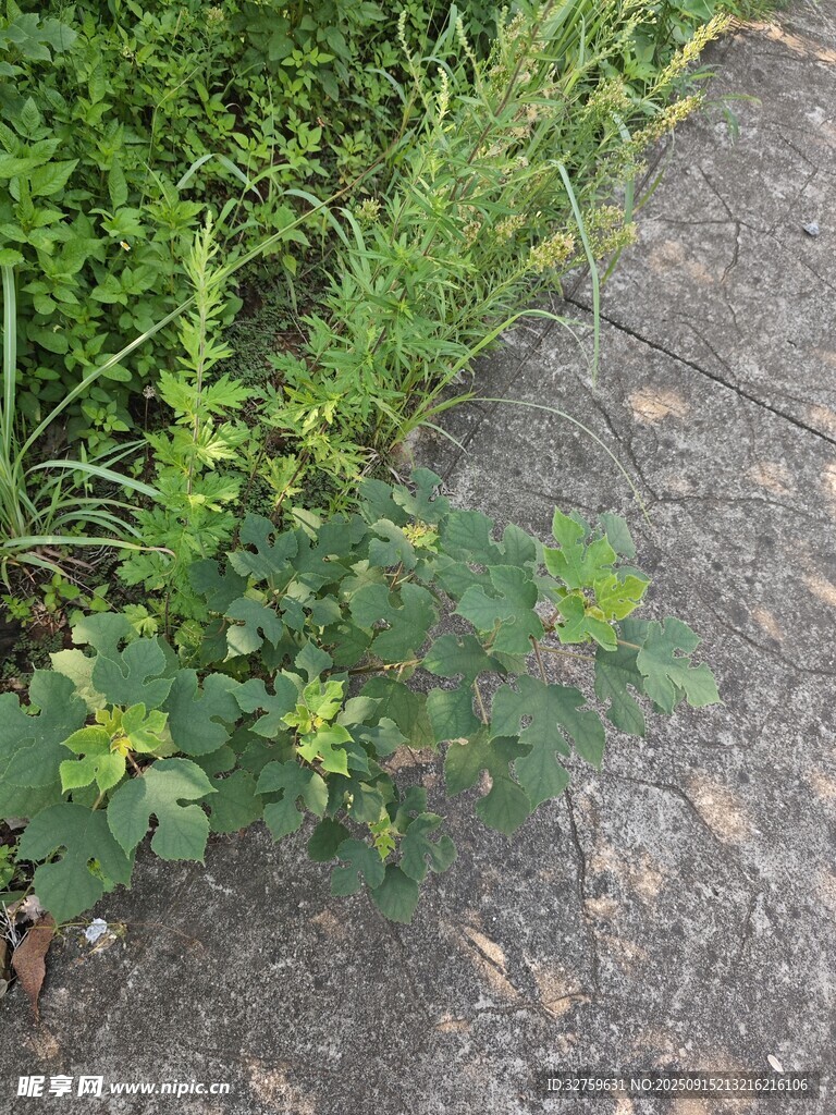 路边生长的绿色植物