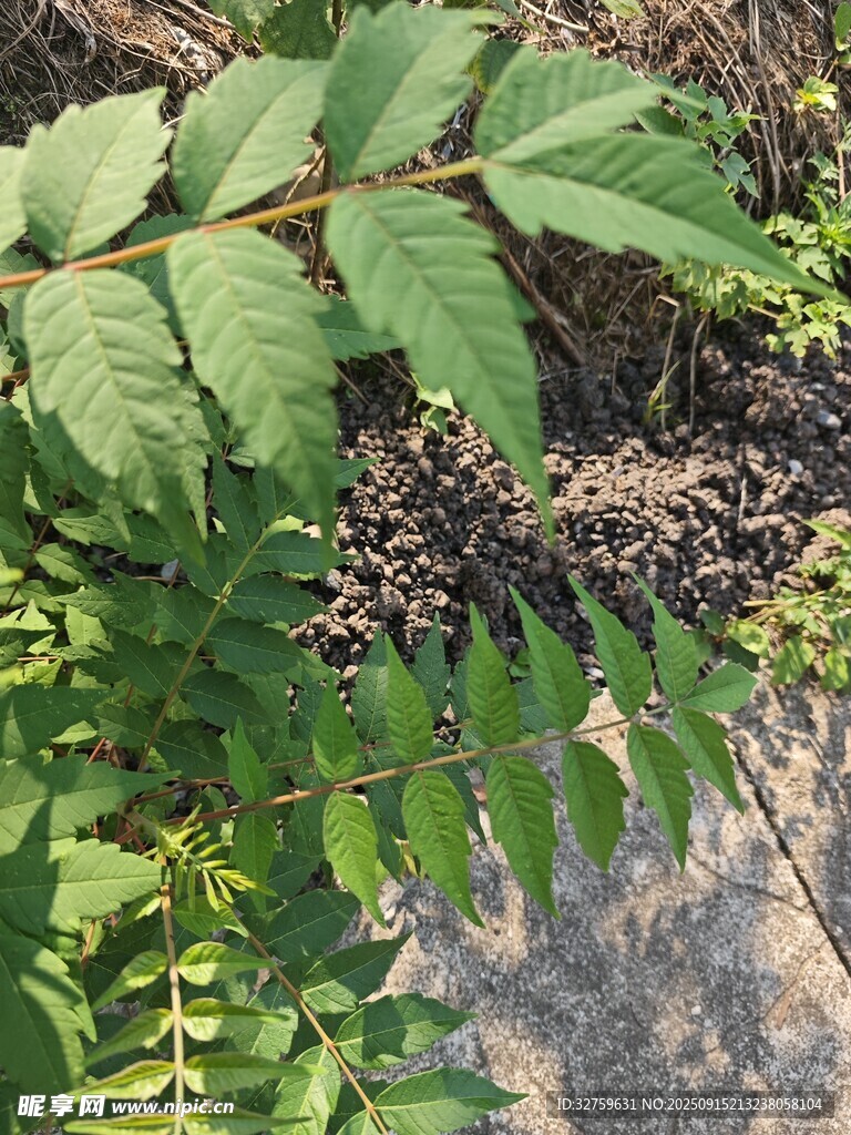绿叶繁茂的野生植物景象