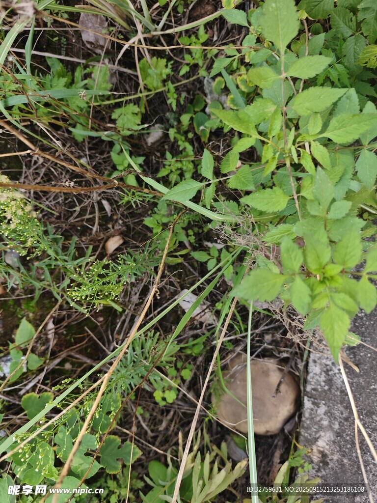 草丛中的蘑菇