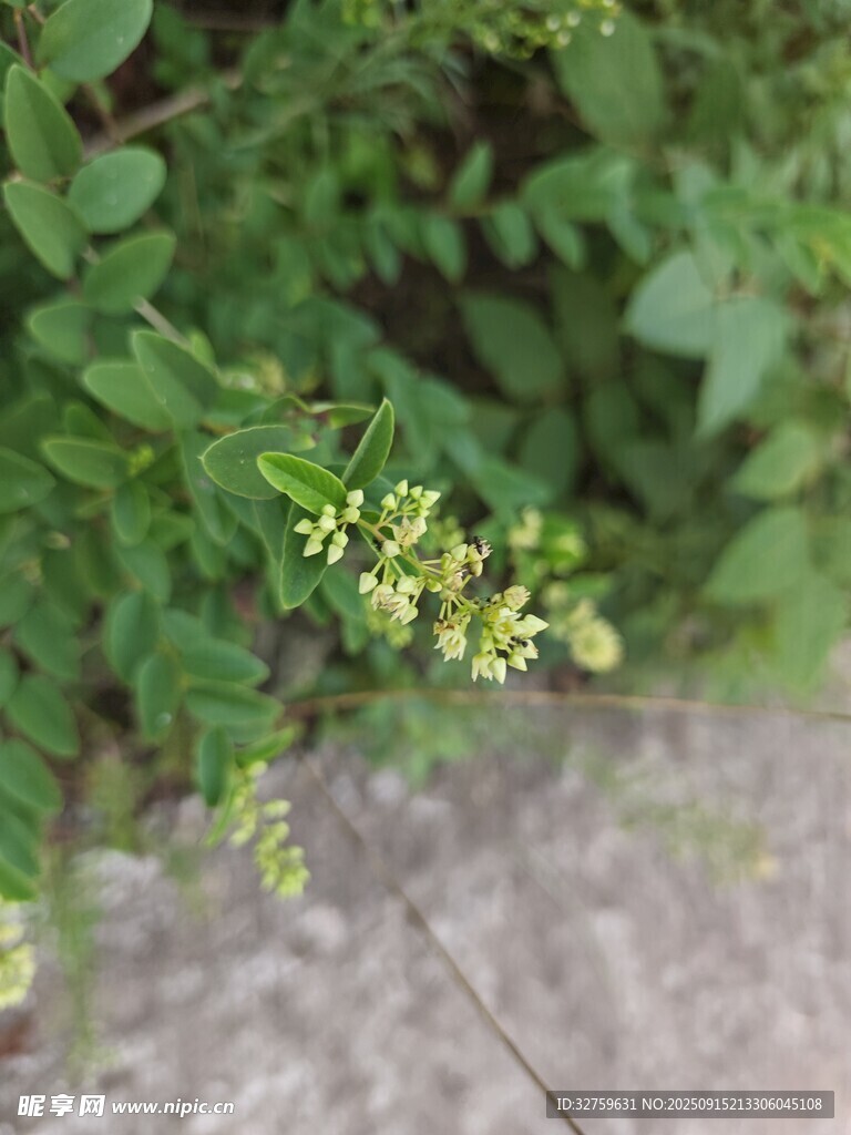 绿叶间的细碎白色小花