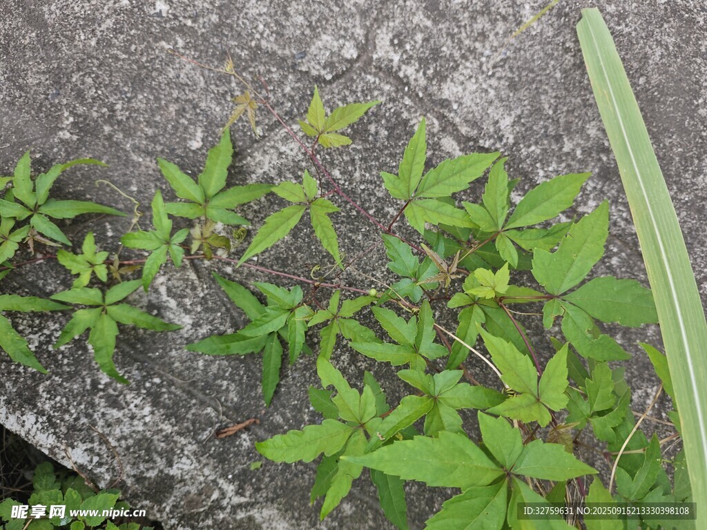 石缝中的嫩绿植物