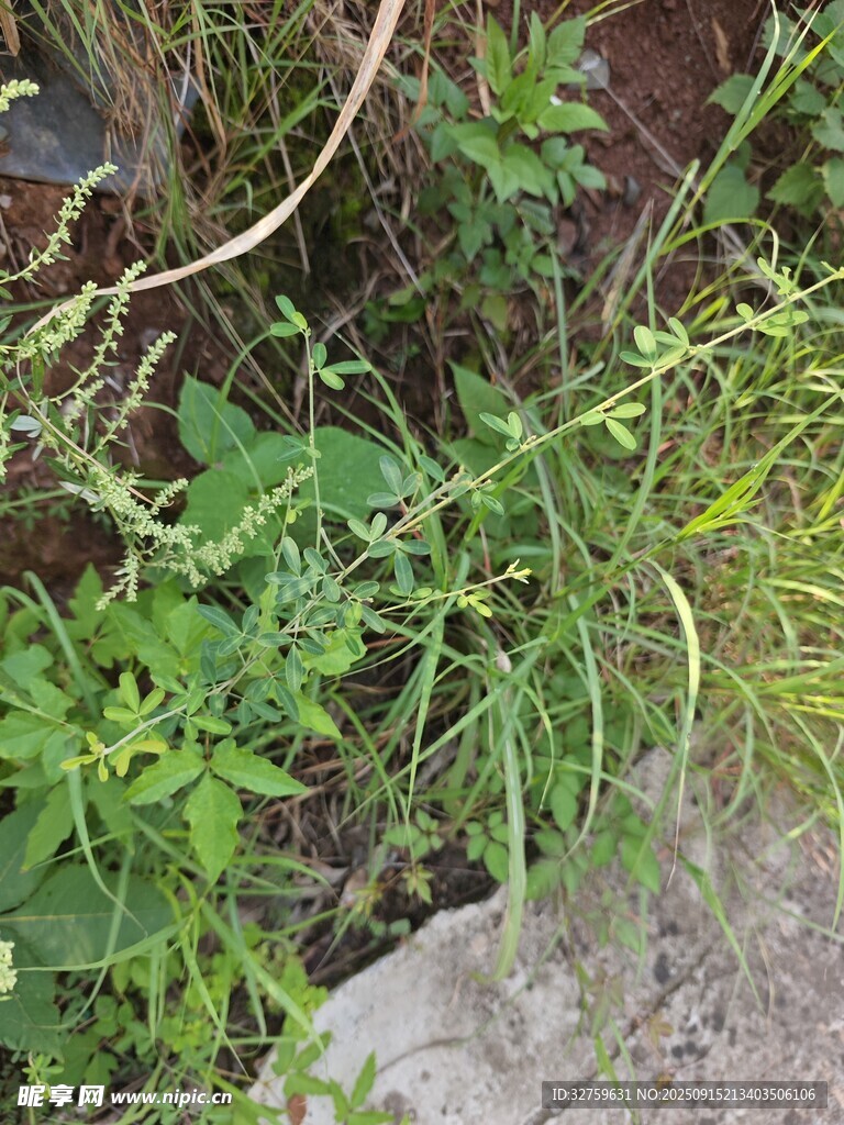 石边丛生的多样绿色植物