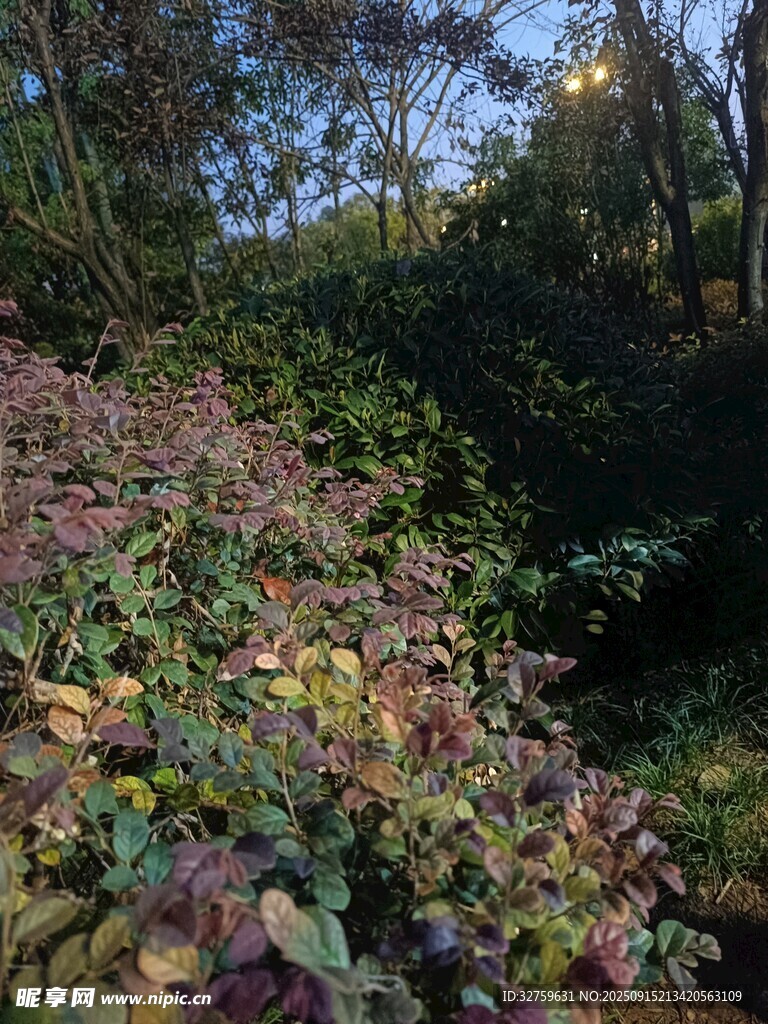 秋日多彩植被景观