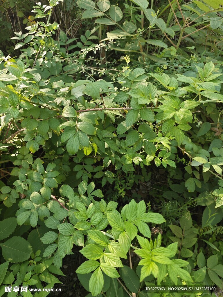 繁茂绿植景观