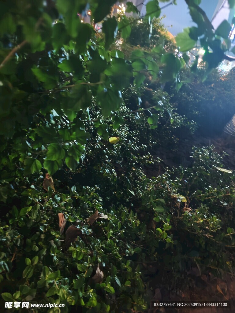 茂密绿植景观