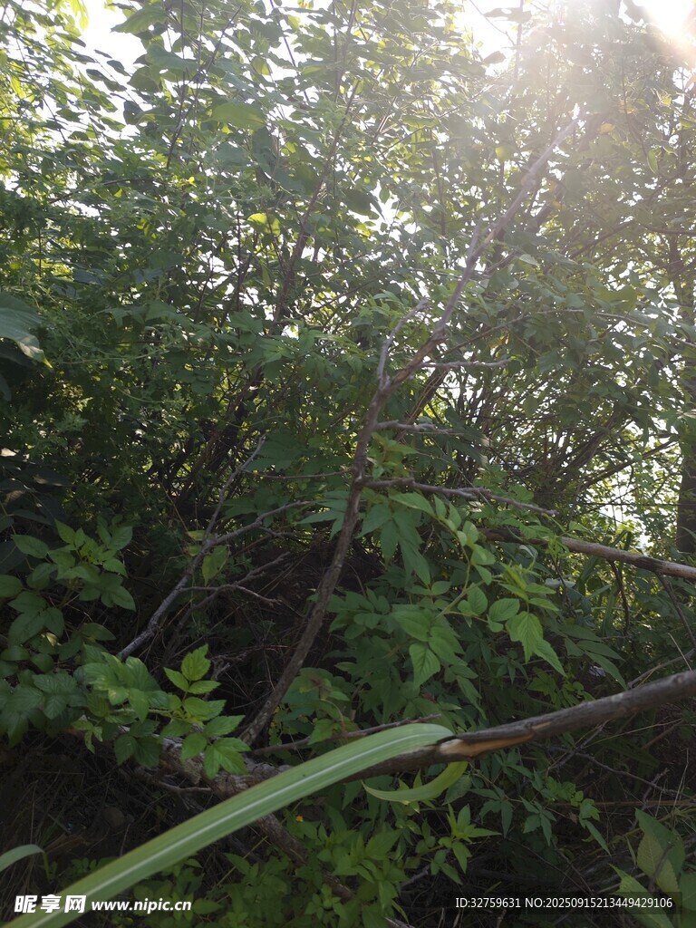 阳光洒落茂密绿植间