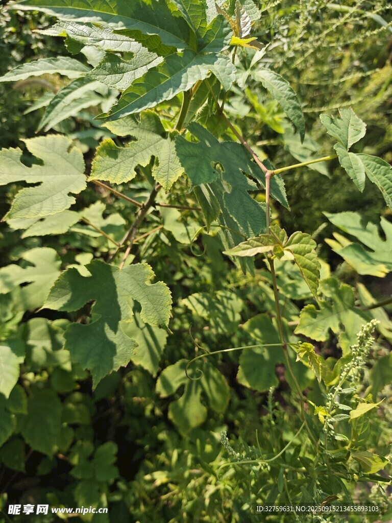 繁茂绿植景观