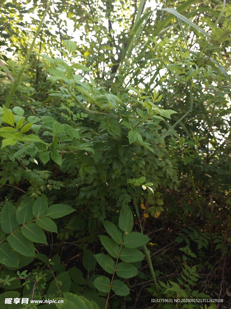 茂密绿植景观