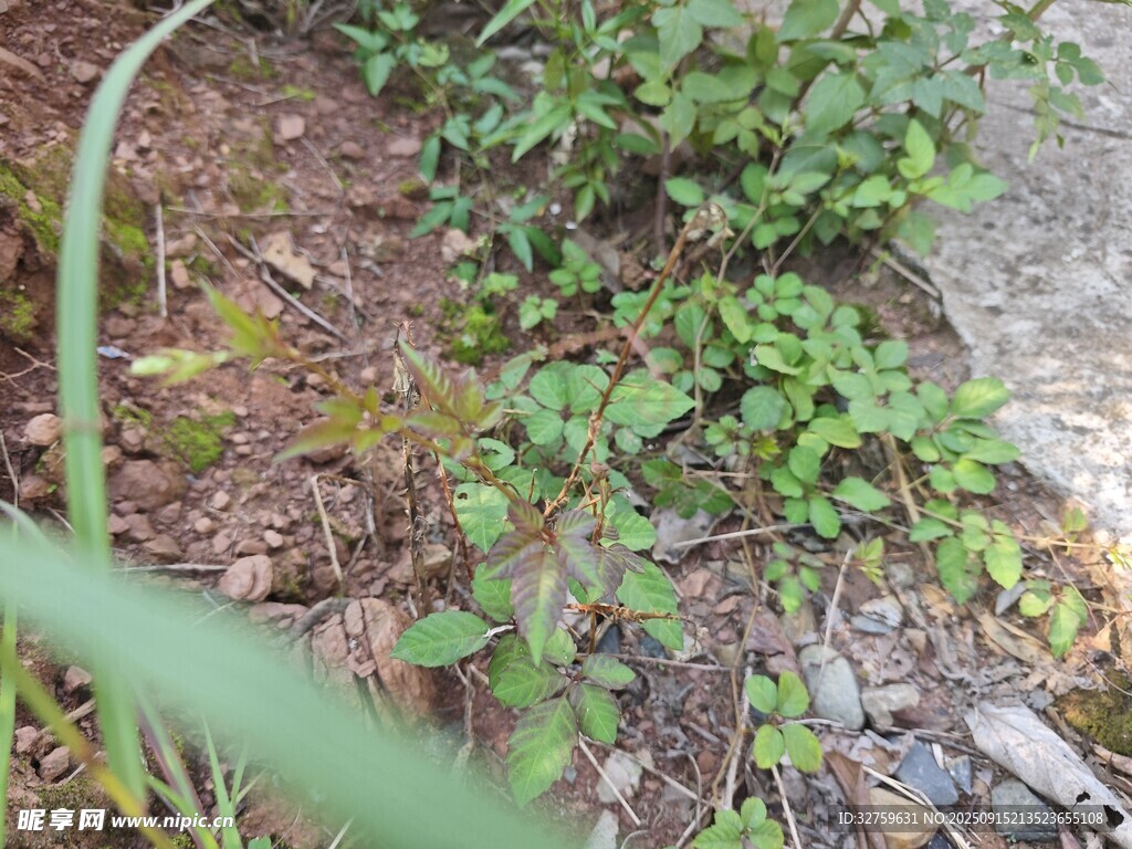 地面绿植与碎石景观