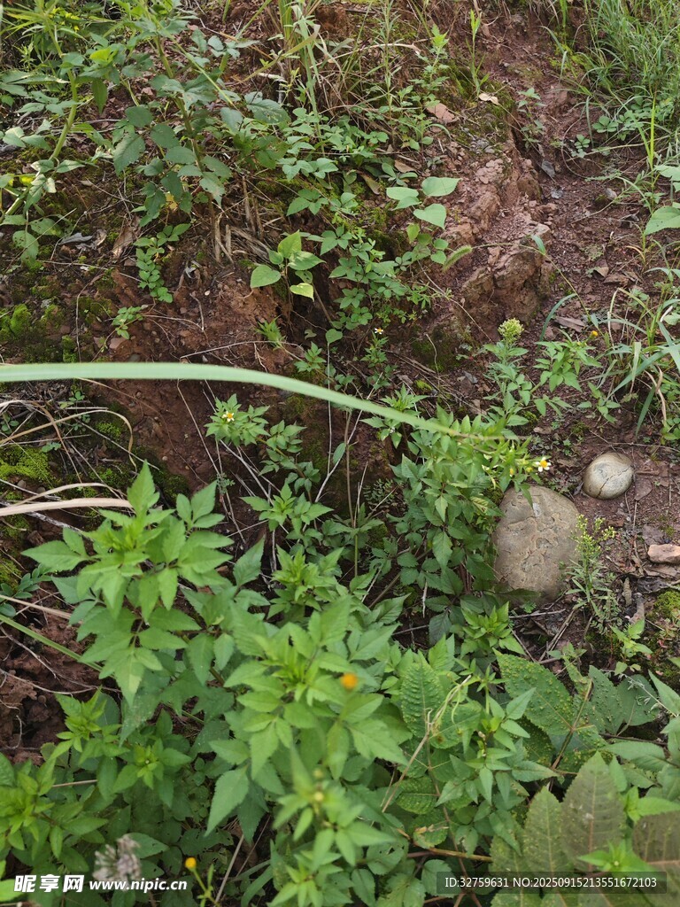 野外繁茂绿植景象