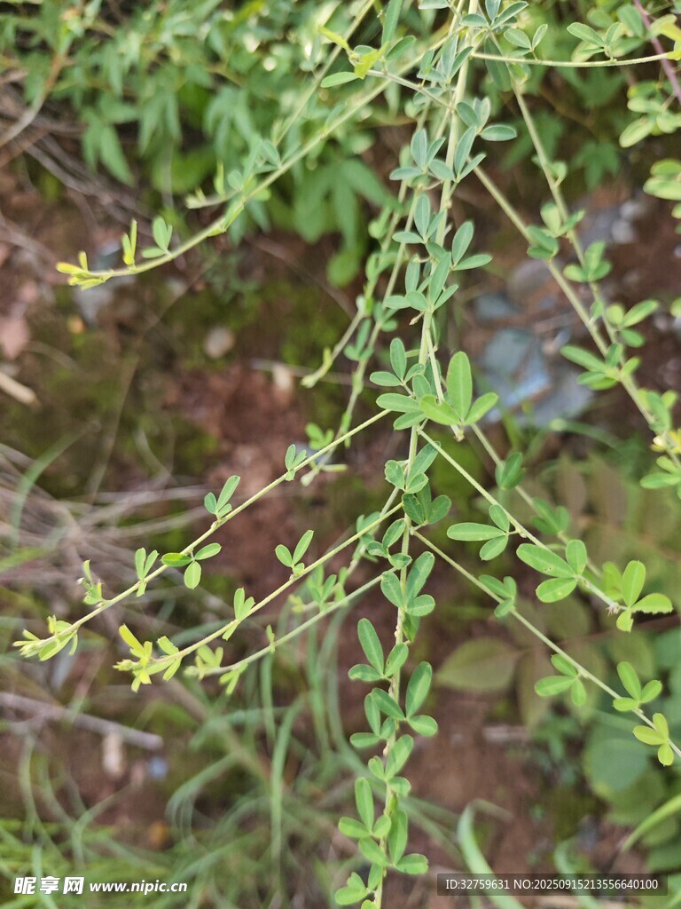 带刺绿植特写