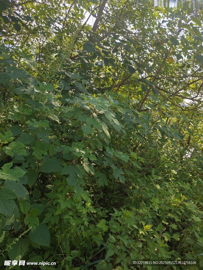 茂密绿植景观