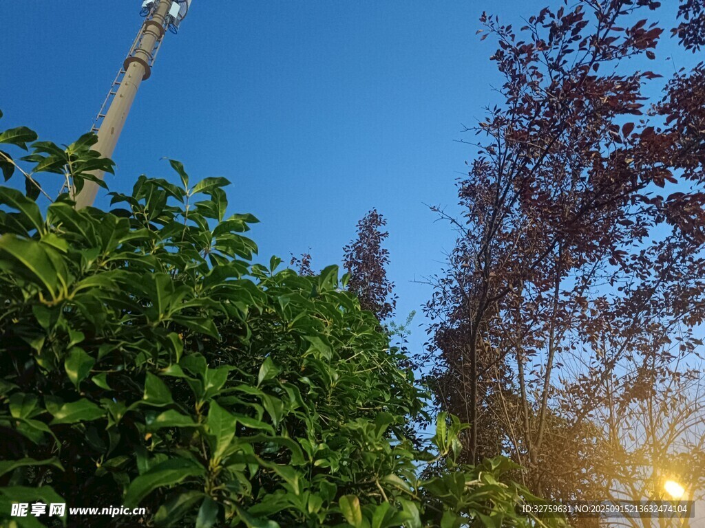 阳光洒落绿植蓝天美景