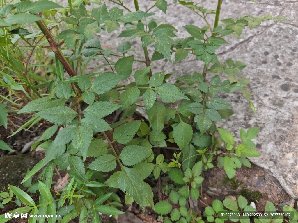 户外生长的绿色植物