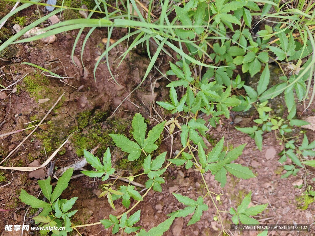 草丛中的小洞穴