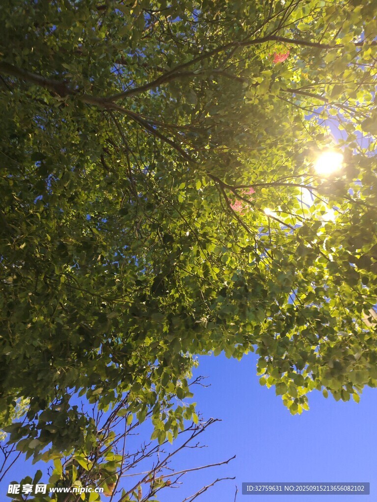 阳光透过树叶洒向蓝天