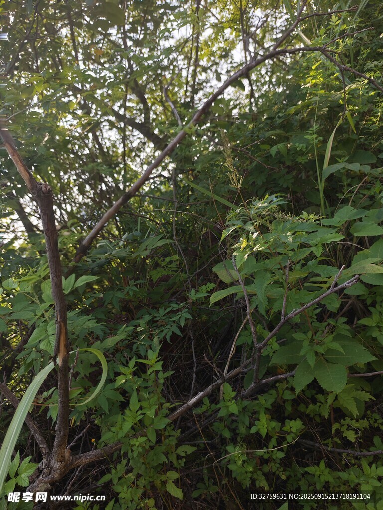 繁茂绿植