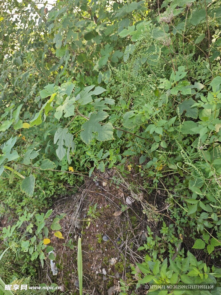 野外繁茂绿植与树桩