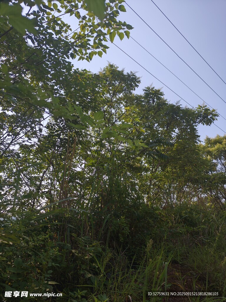 茂密树林与空中电线