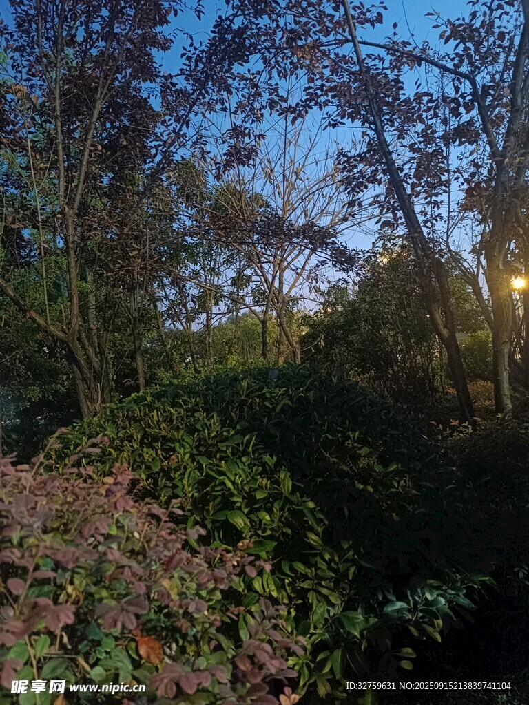 黄昏下的静谧树林
