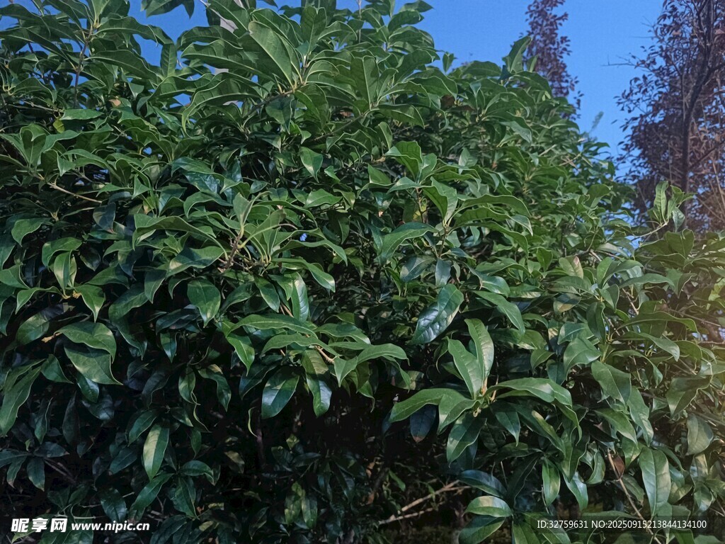 繁茂绿植 