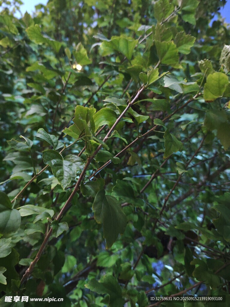 繁茂绿叶的树枝景象