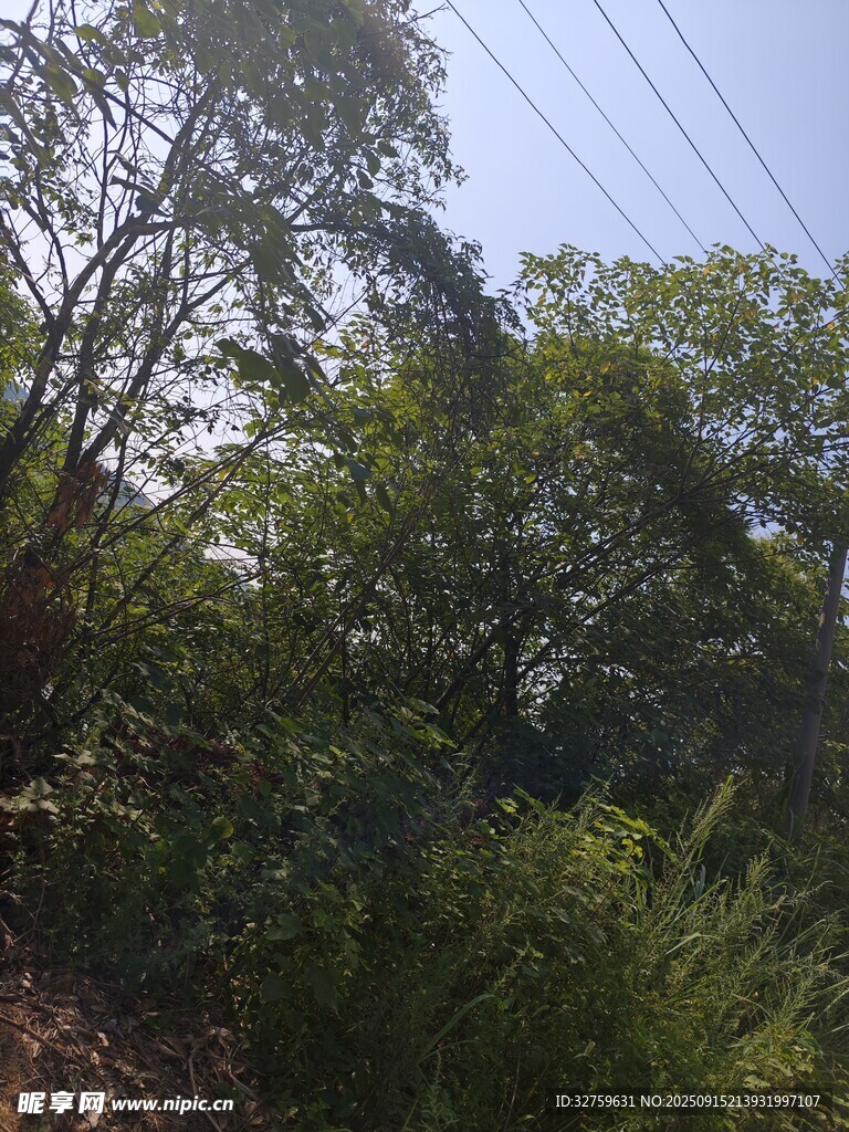山林绿意盎然景象
