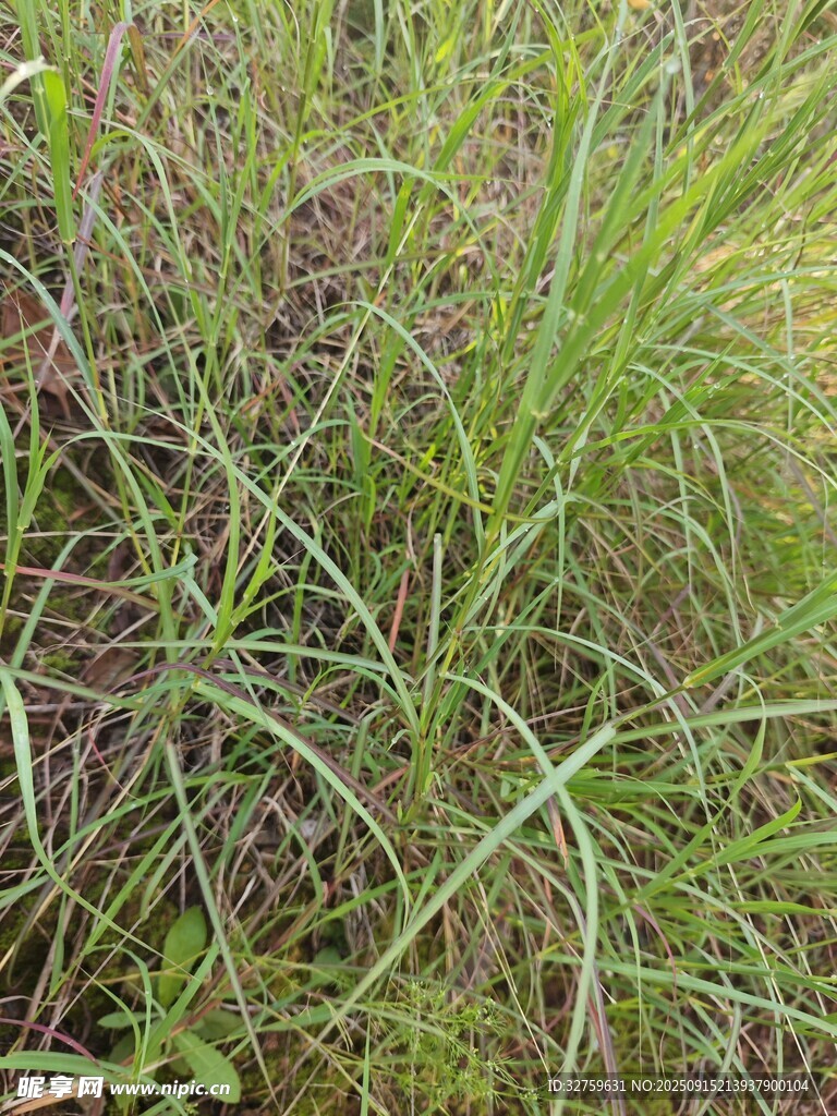 野外丛生的绿色野草