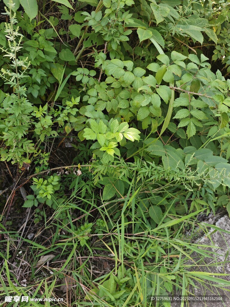 绿叶繁茂的地面植物景象